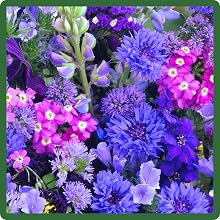 Self-seeding Blue Flowers