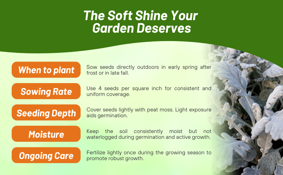 Planting Directions & Care For Dusty Miller Plants