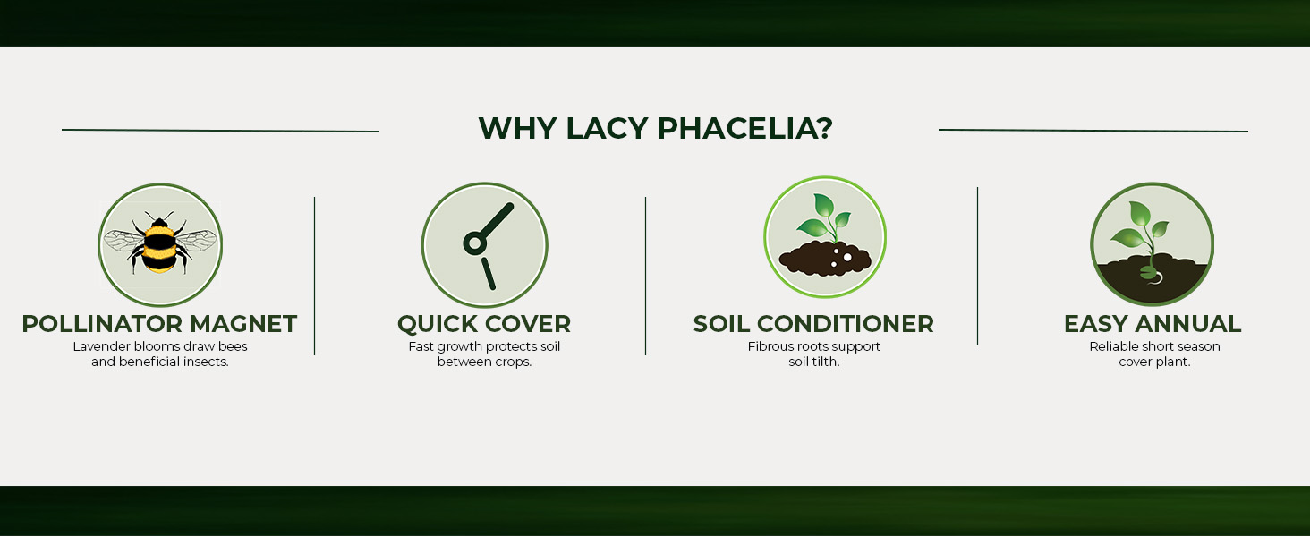 Lacy Phacelia Pollinator