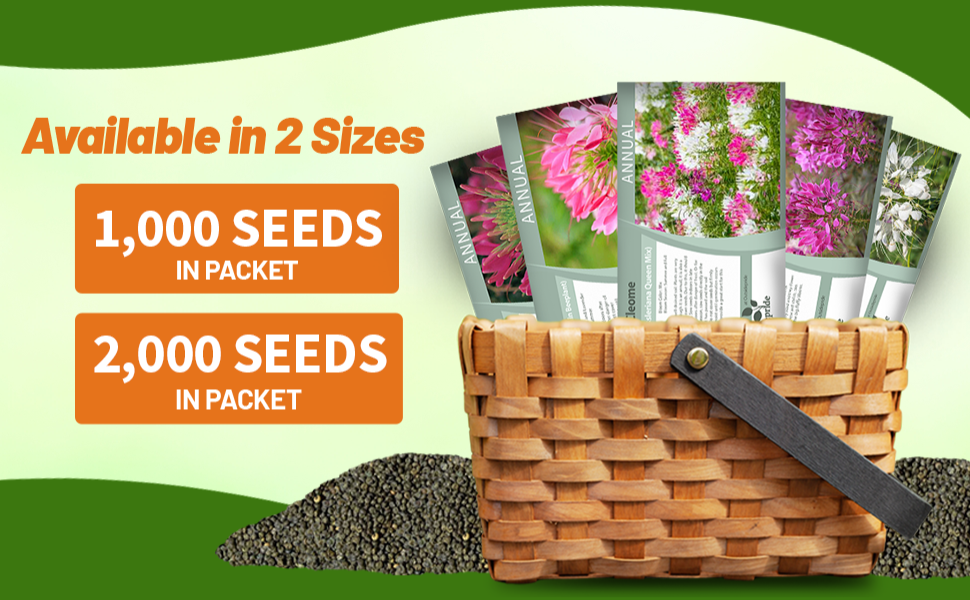 Cleome Spider Flower Seed Packets For Planting