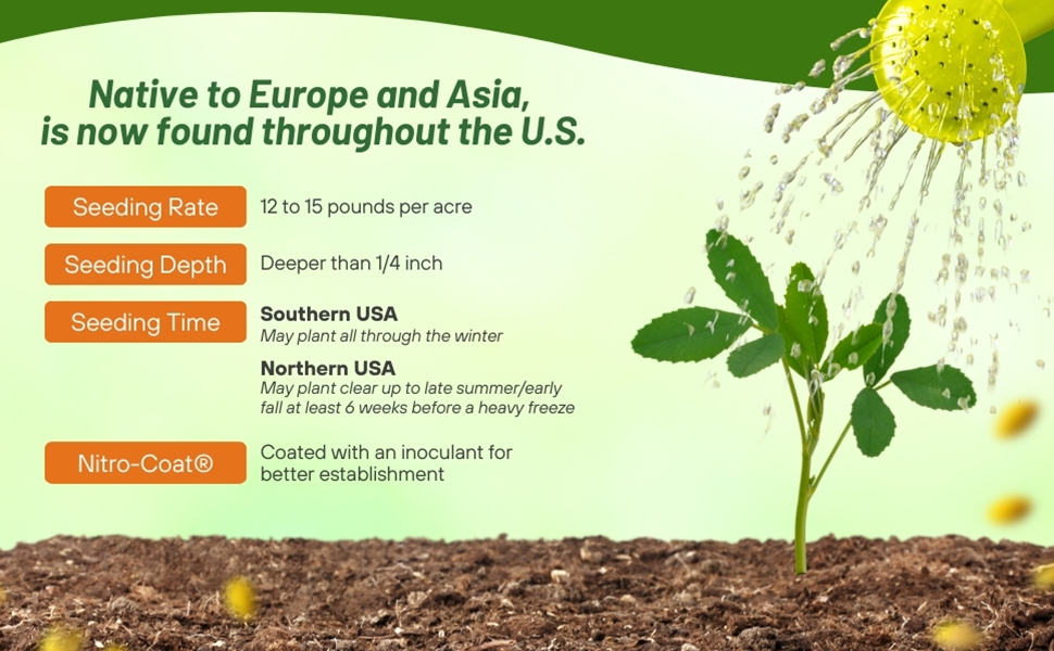 Seeding Rate & Planting Time For Yellow Sweet Clover Seeds