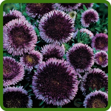 Long Lasting Blooms of Callistephus Tall Pompon Aster Flowers