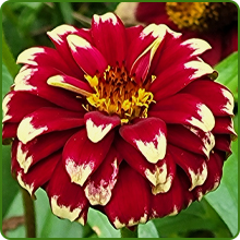 image of flower