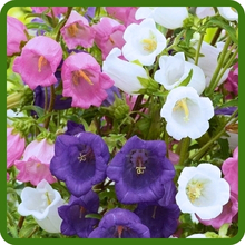 Campanula Flower Seed Mixture of Canterbury Bells
