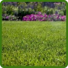 High Density Kentucky Bluegrass Supreme Lawn Seed