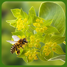 Bee on Hare