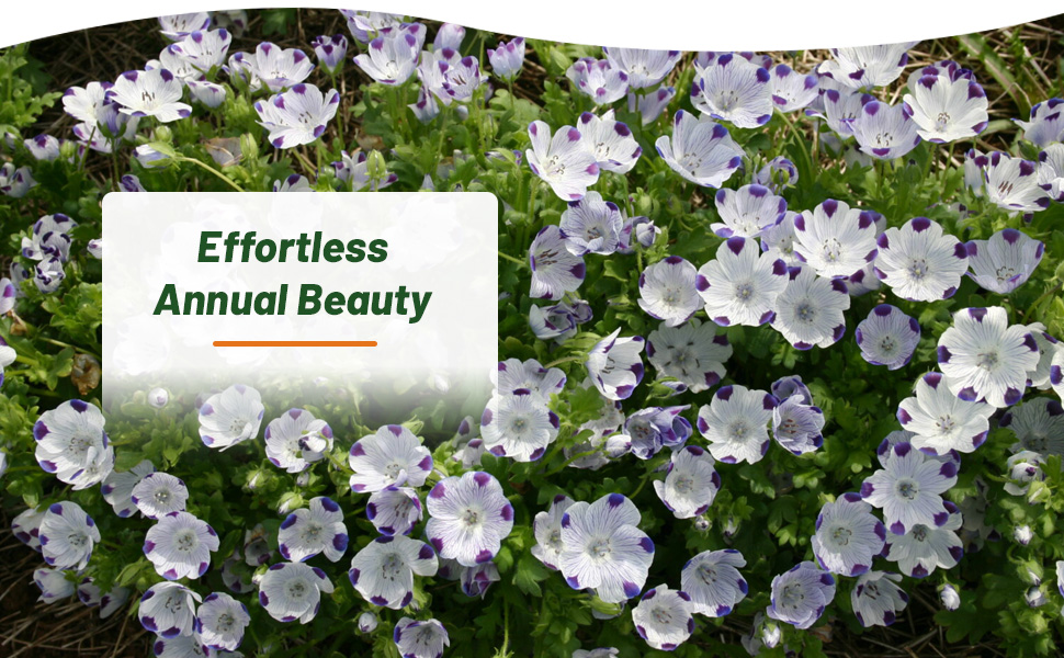 Nemophila Five Spot Annual Flowers