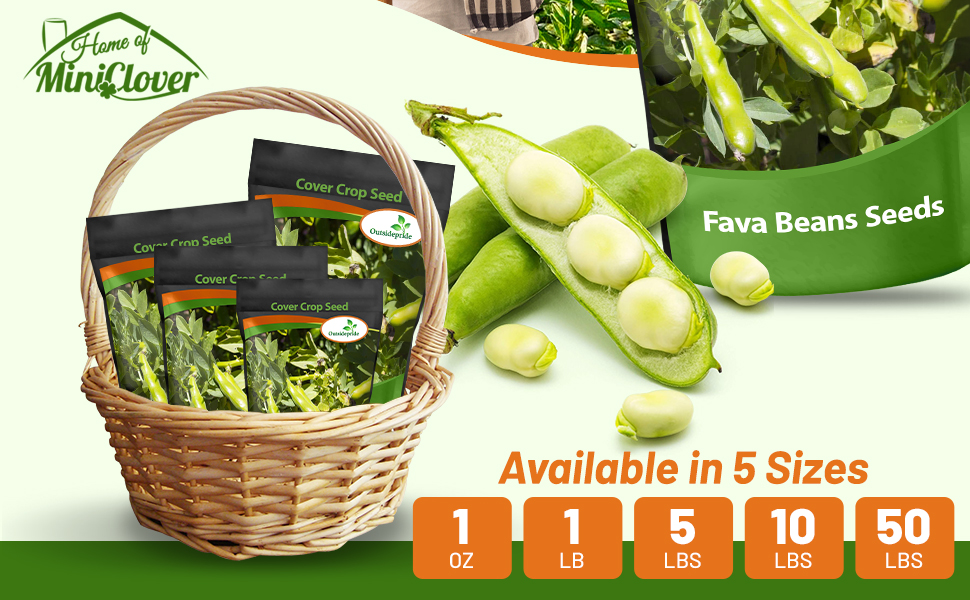 Bulk Fava Beans Seed Bags For Planting For Sale