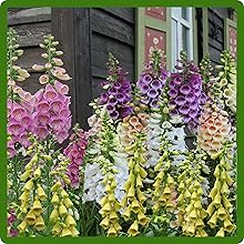 Foxglove Long Lasting Flowers
