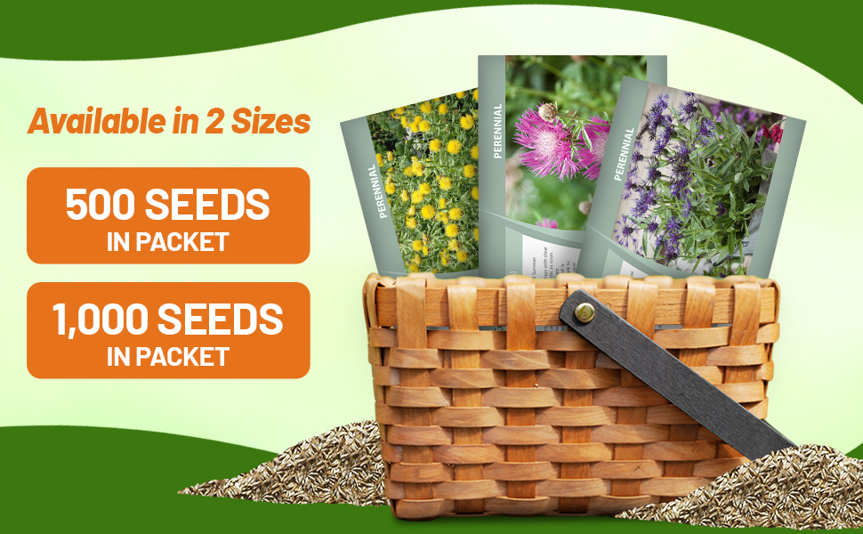 Perennial Cornflower Wild Flower Seed Packets For Planting