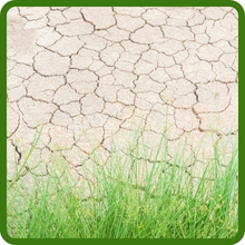 Deep Rooted Turf Type Fesuce Grass Seed Combat Southern