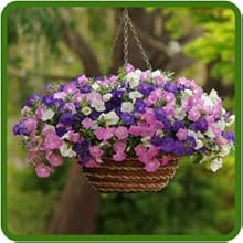 Shock Wave Petunia Flower Mixture in Hanging Basket
