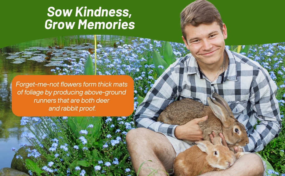 Deer & Rabbit Proof Chinese Forget Me Not Flowers