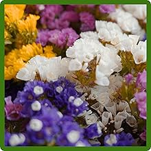Statice Flowers Grown From Flower Seeds