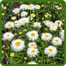 Long Bloom Season of Perennial Chrysanthemum Shasta Crazy Daisy