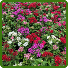Diverse Color Mix of Pentas Flowers