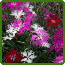 Drought Tolerant Dianthus Superbus Flowers