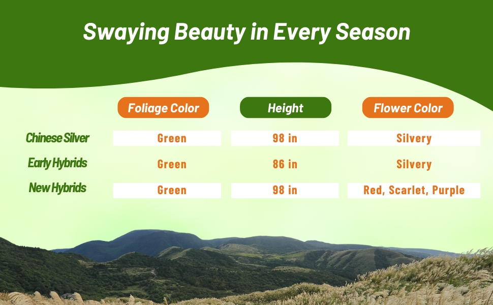 Foliage Color, Flower Color, and Height Chart of Miscanthus Ornamental Grass
