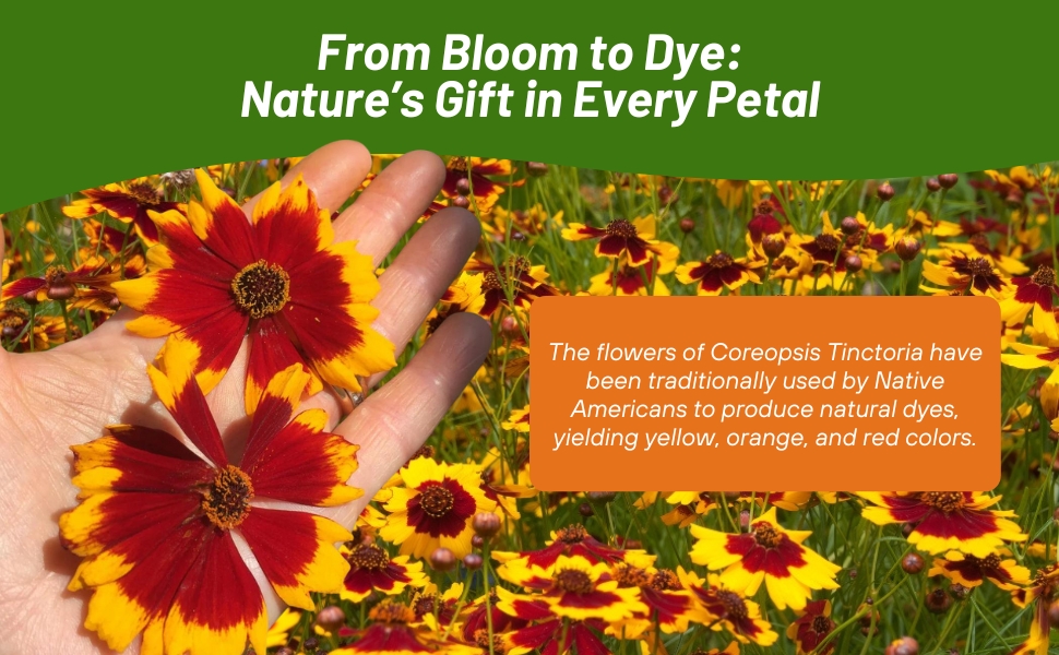 Plains Coreopsis For Natural Dyes