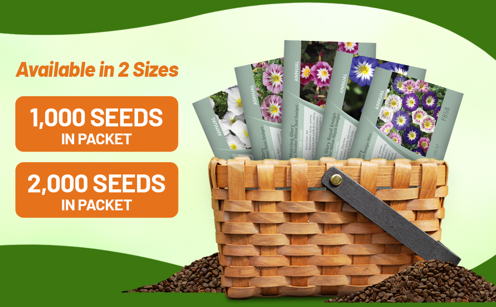 Convolvulus Tricolor Dwarf Morning Glory Seed Packets For Planting