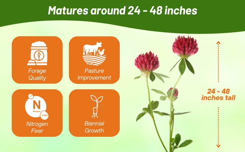 Coated Alsike Clover For Forage, Nitrogen Fixer, Hay Production, Cover Cropping