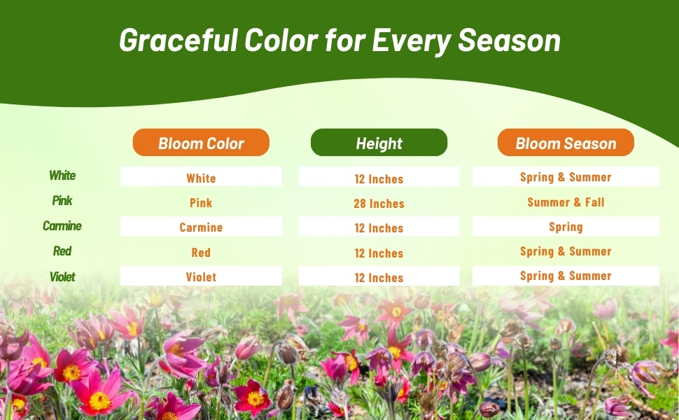 Blooom Color, Height, & Season Chart of Anemone Plants