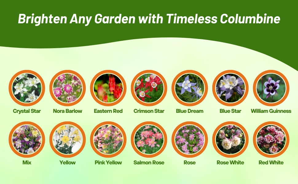 Varieties of Aquilegia Columbine From Flower Seeds