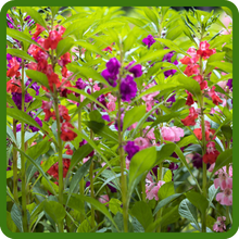 Vibrant Color Impatiens Balsam Flowers