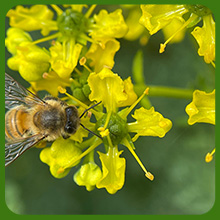 Pollinating Bee on Rue Foliage