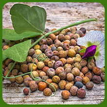 Austrian Winter Peas Cover Crop  Nitrogen Fixator