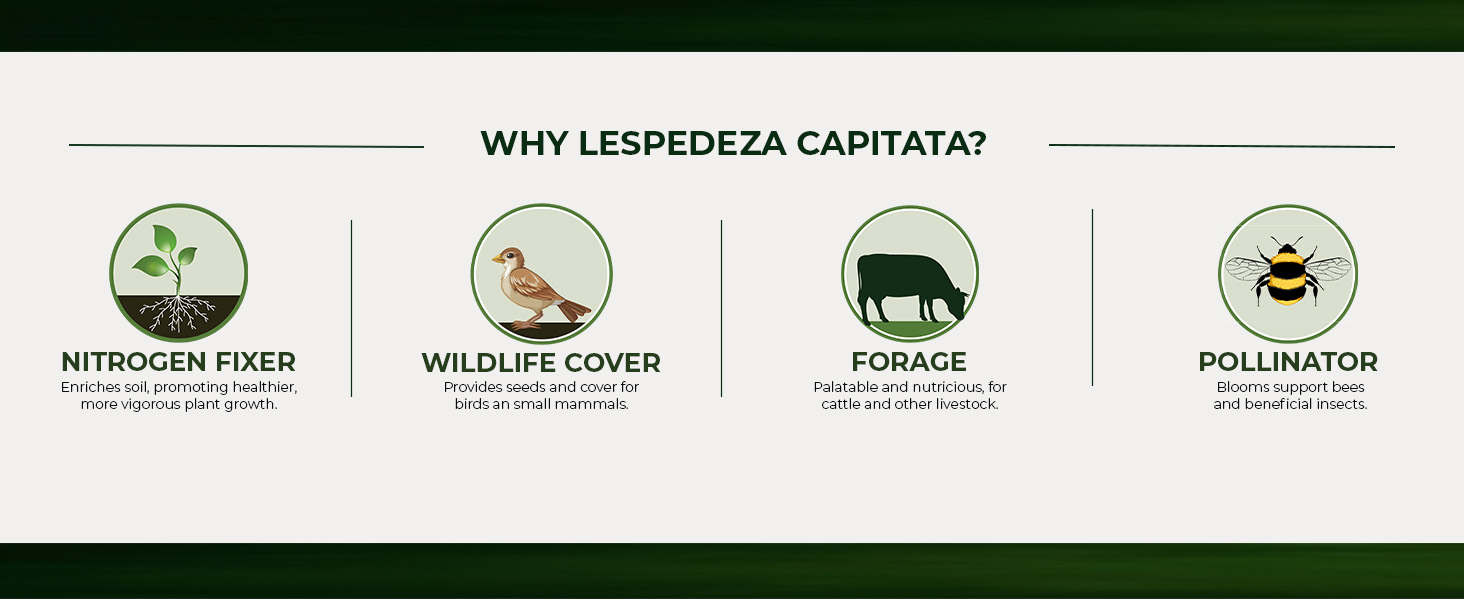 Lespedeza Wildlife Forage
