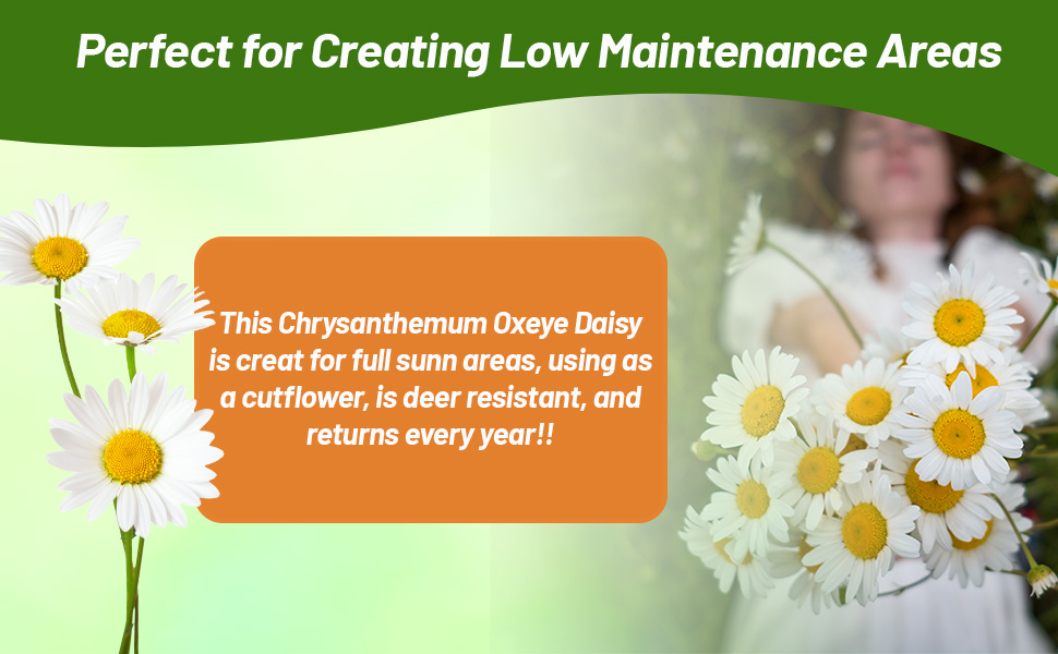 Chrysanthemum Ox-eye Daisy Cut Flowers