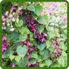 Purple Bell Fine Fast Growing Climber
