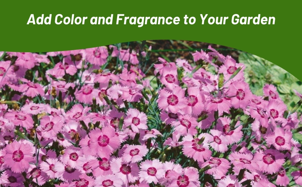 Pink Flower Garden of Dianthus Flowers Grown From Seed