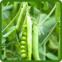 Spring Forage Peas With Cereal Grain