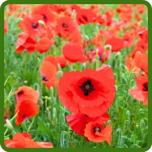Delicate Petals of Red Poppy Flowers