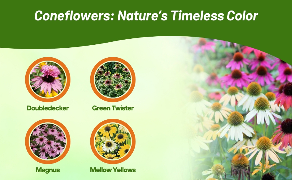 Varieties of Perennial Echinacea Coneflower Flower Seeds
