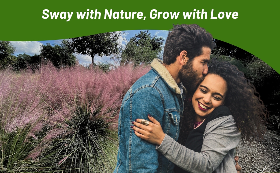 Beautiful Ornamental Love Grass Display