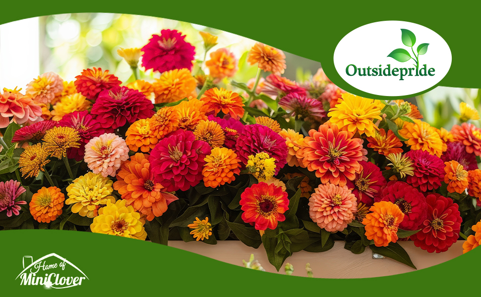Outsidepride 1 lb. Annual Zinnia Elegans Lilliput Flower Seed Mix for Planting