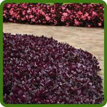 Fast-Growing Alternanthera Purple Knight