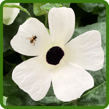 White Thunbergia Black-eyed Susan Vine Flower With Bee