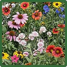 Northeastern Wildflower for Northern Eastern States