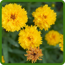 Early Sunrise Coreopsis Yellow Blooms