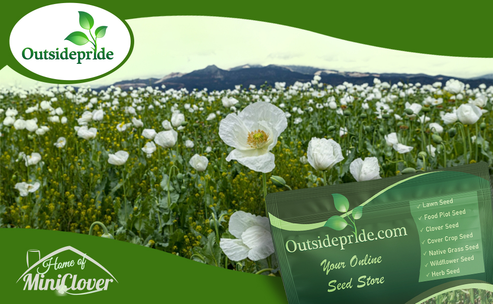 White LInen California Poppy Wildflower Seeds