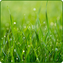 Low Water Usage Full House Bermuda Grass Seed