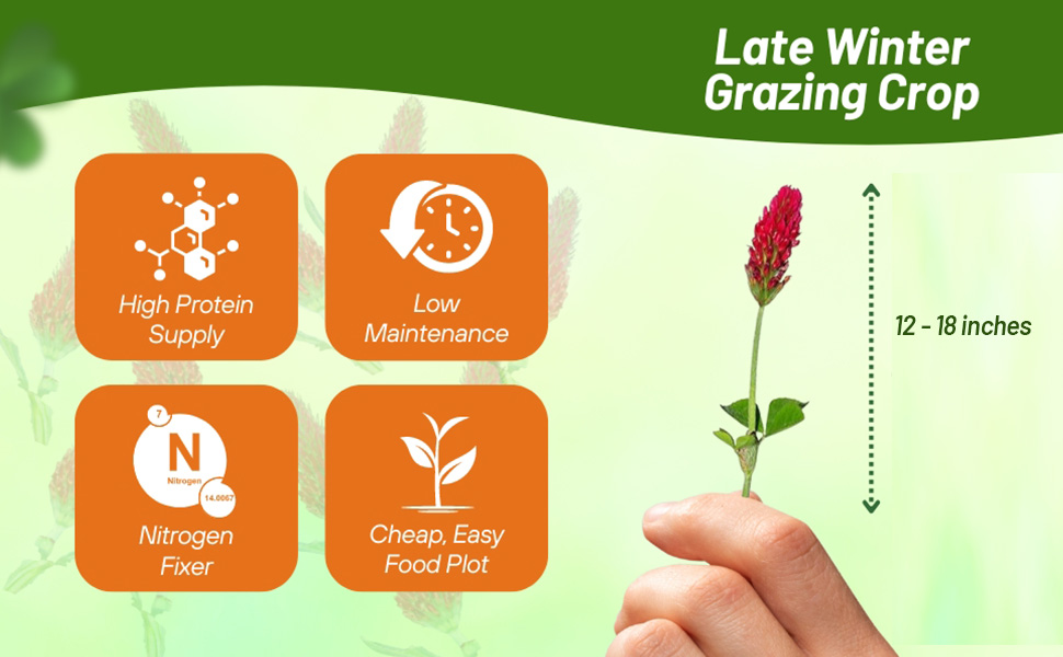 White Cloud Crimson Clover Seed for Pasture, Hay, Green Manure, Cover Crop, & Wildlife Forage