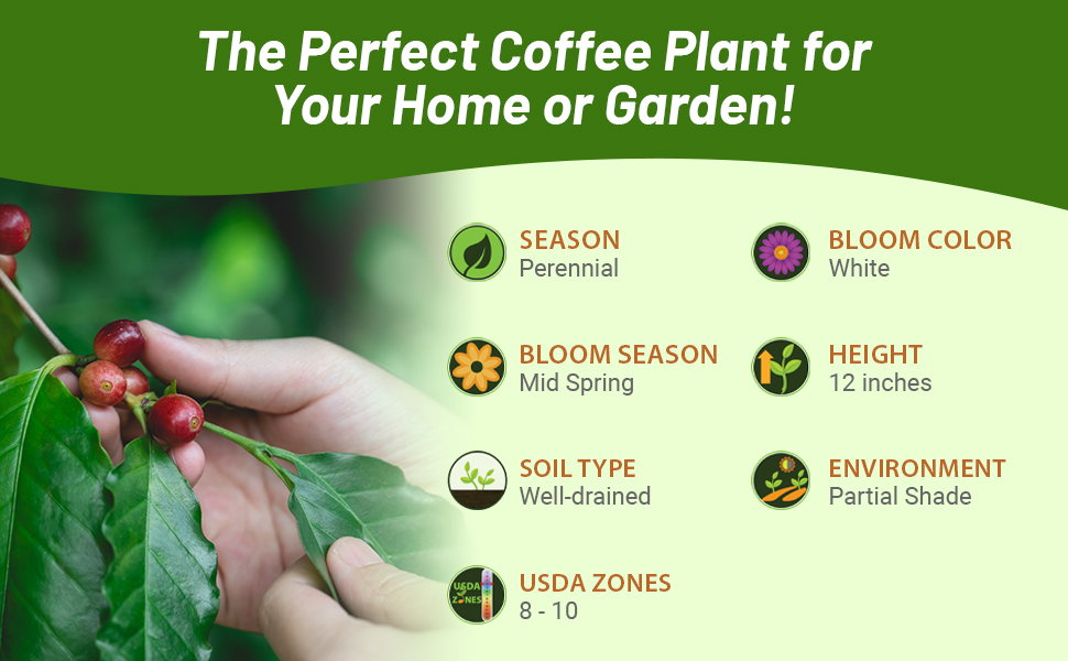 Perennial Coffee Bean Plant Partial Shade
