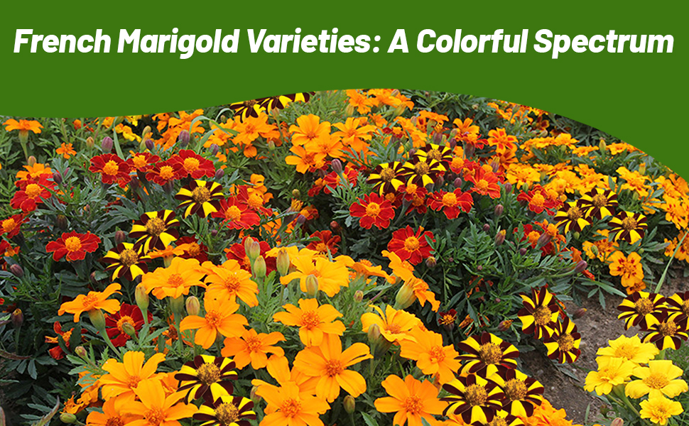 Colorful Flower Garden of Tagetes Patula French Marigold