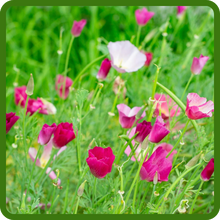 California Poppy Carming King Wildflower Seeds
