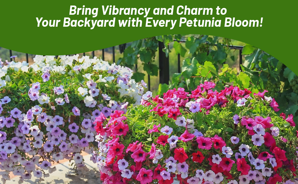 Raised Flower Beds of Petunia Hybrida